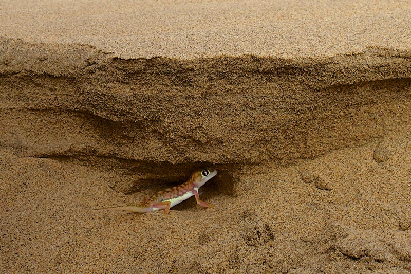 Namibia